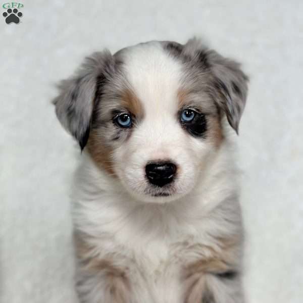 Arrow, Miniature Australian Shepherd Puppy